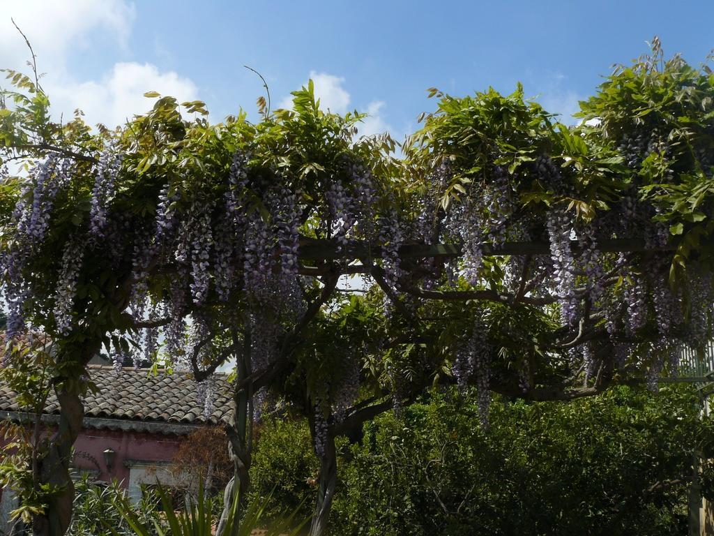 B&B Velardi Viagrande Bagian luar foto